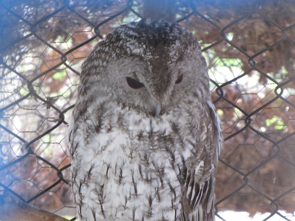 Forest Owl(tehran zoo)