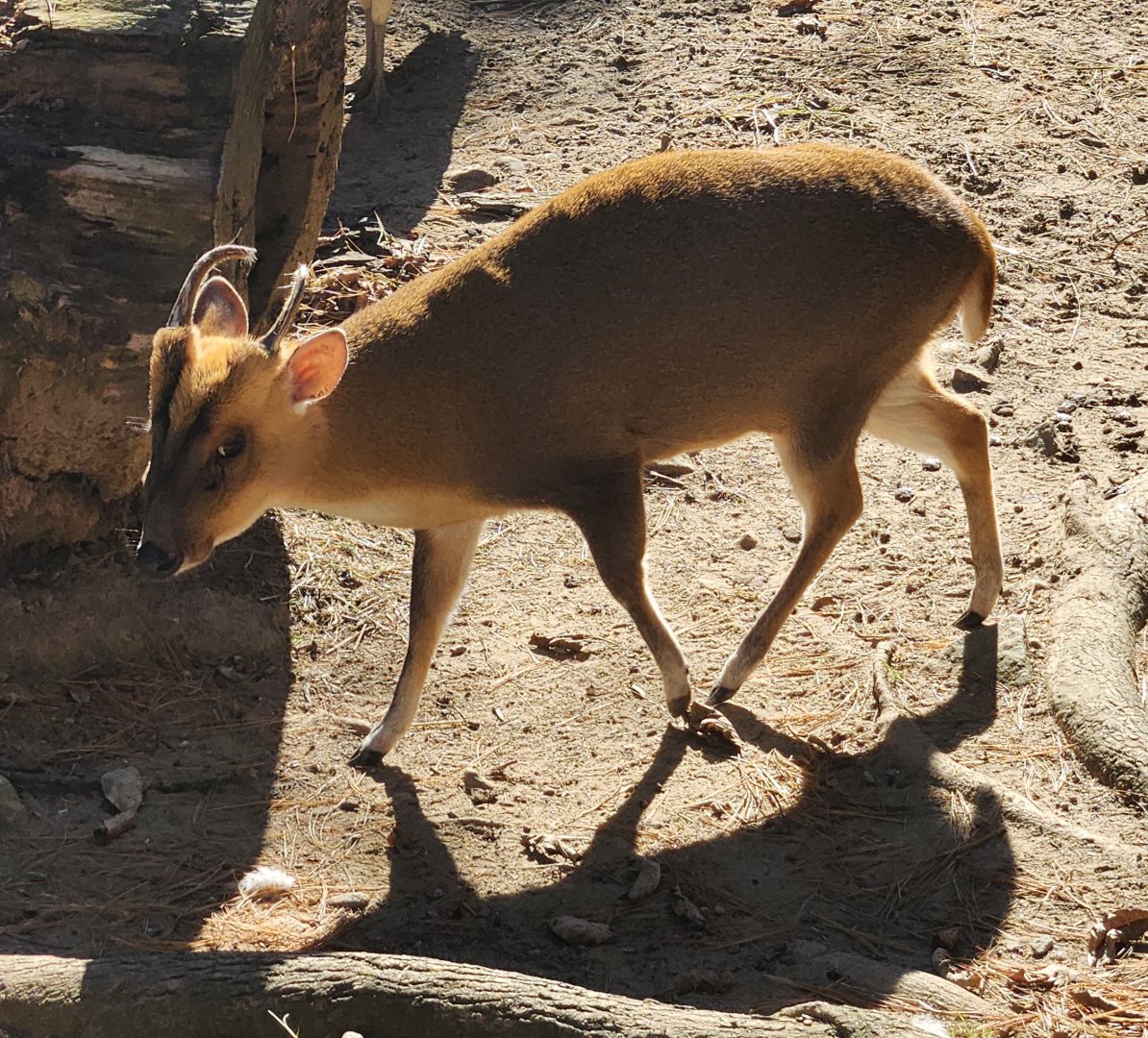 Forest Park Zoo (2024) - Chinese Muntjac