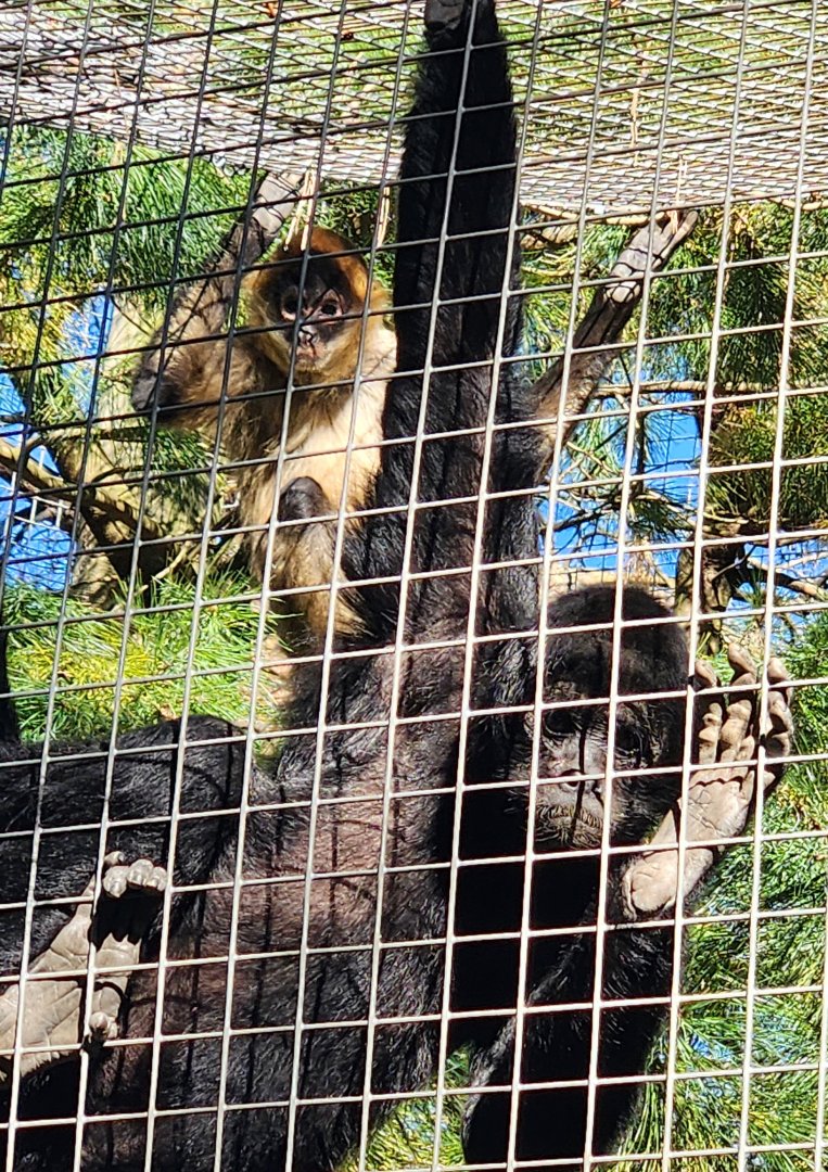Forest Park Zoo (2024) - Two species of spider monkeys