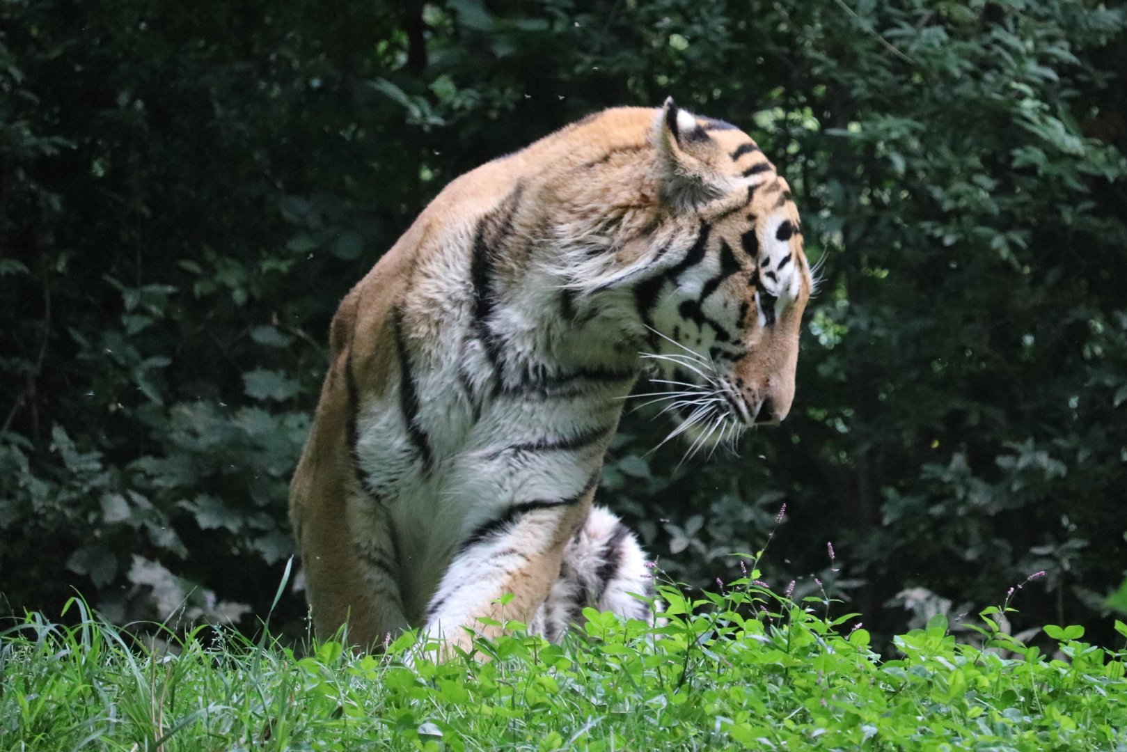 Forest Passage - Amur Tiger