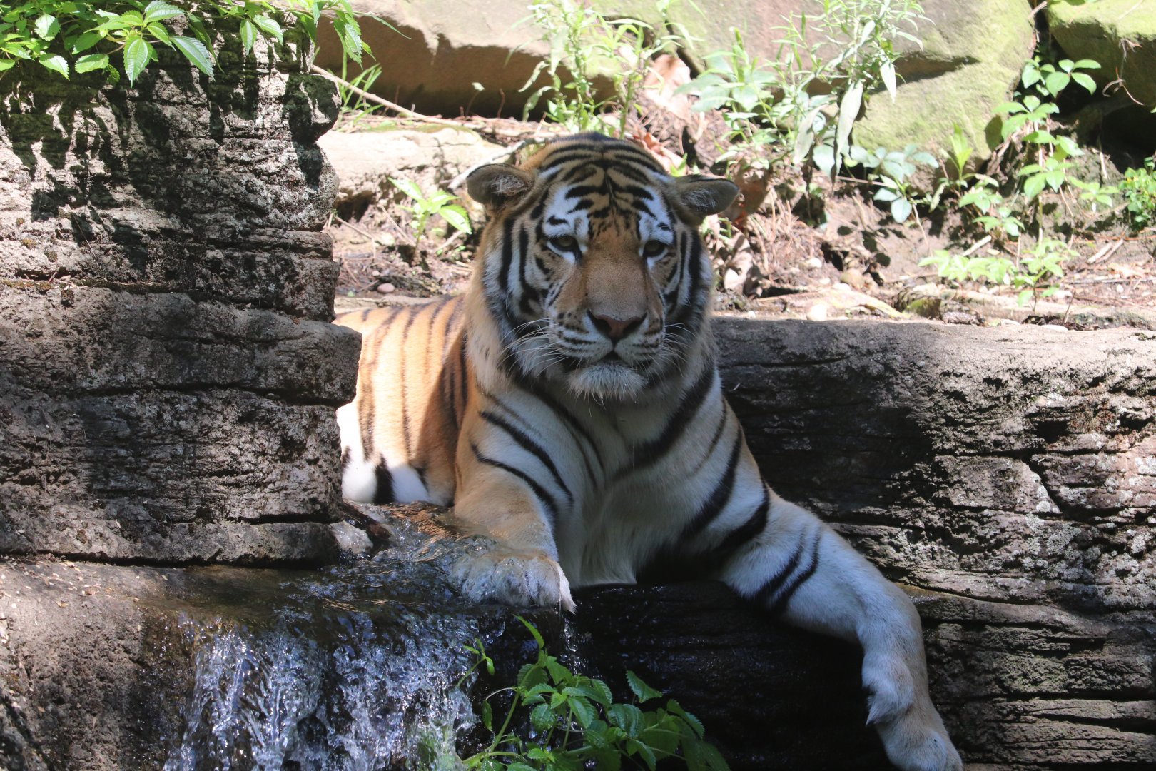 Forest Passage - Amur Tiger