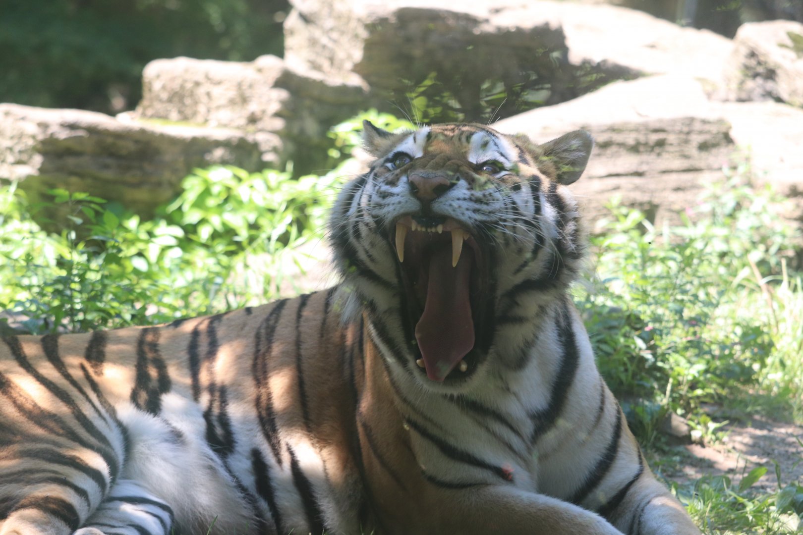Forest Passage - Amur Tiger