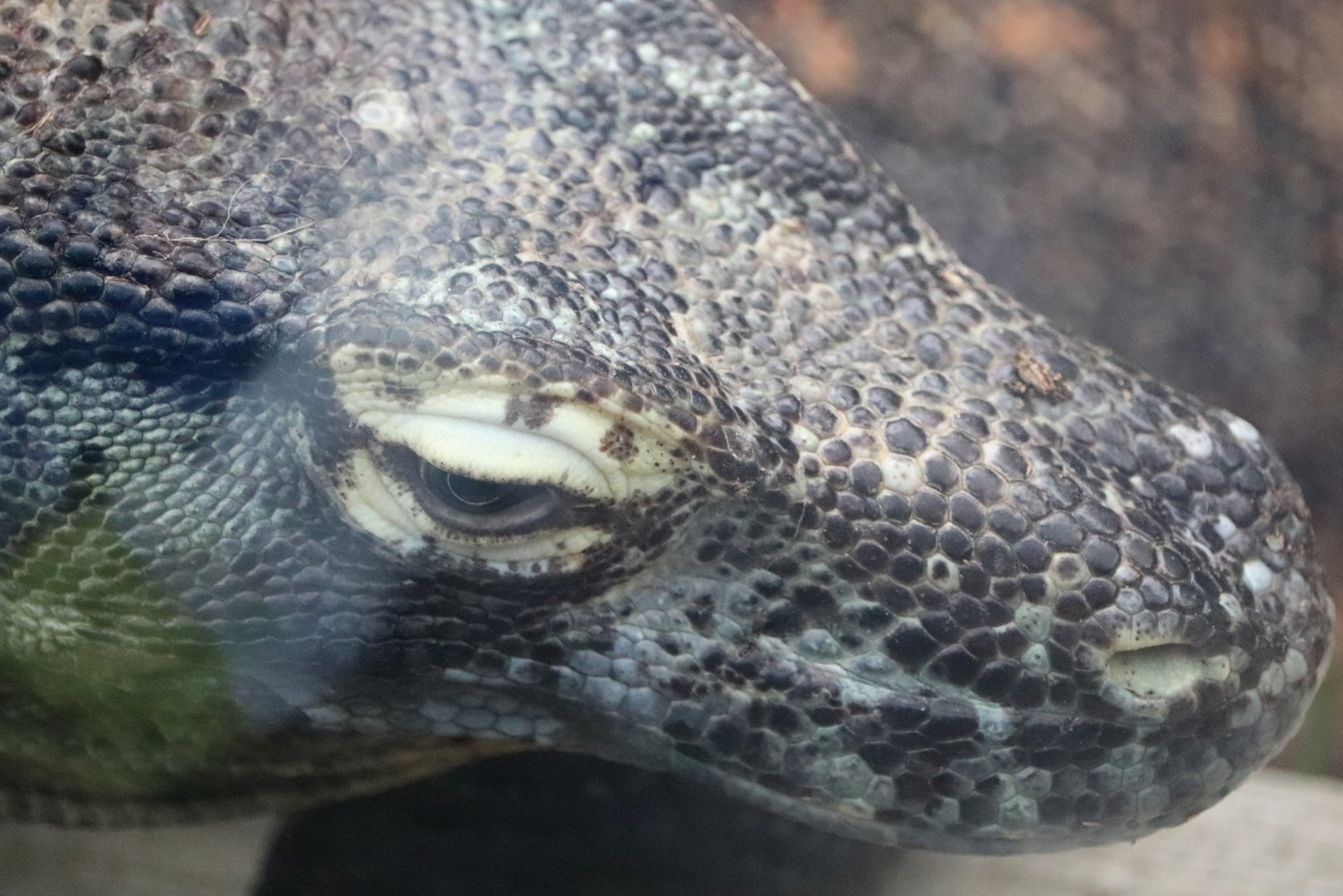 Forest Passage - Komodo Dragon