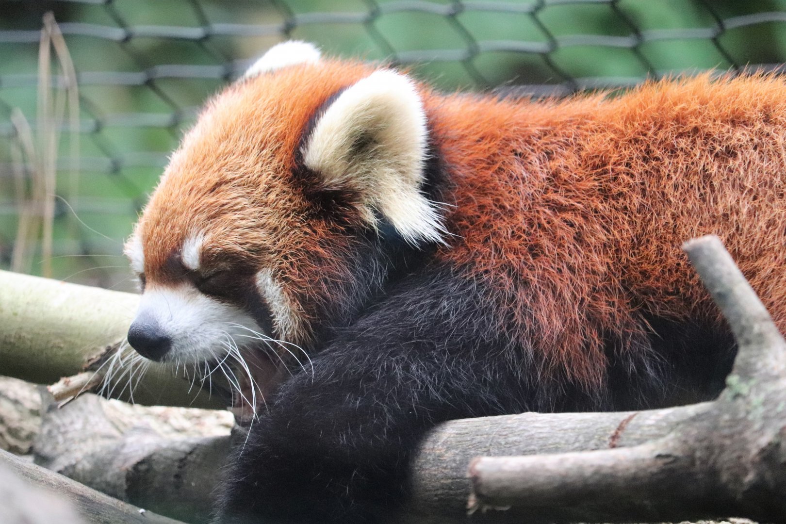 Forest Passage - Red Panda