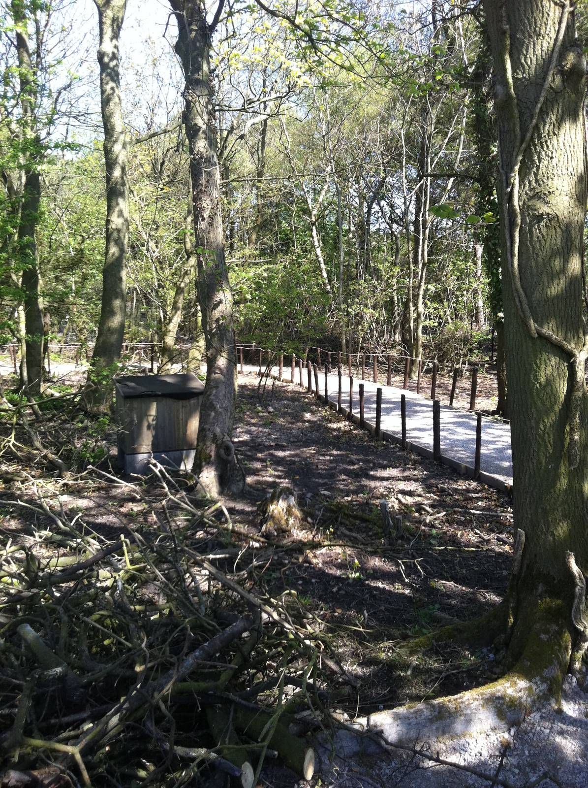 Forest Path - 24th April 2011