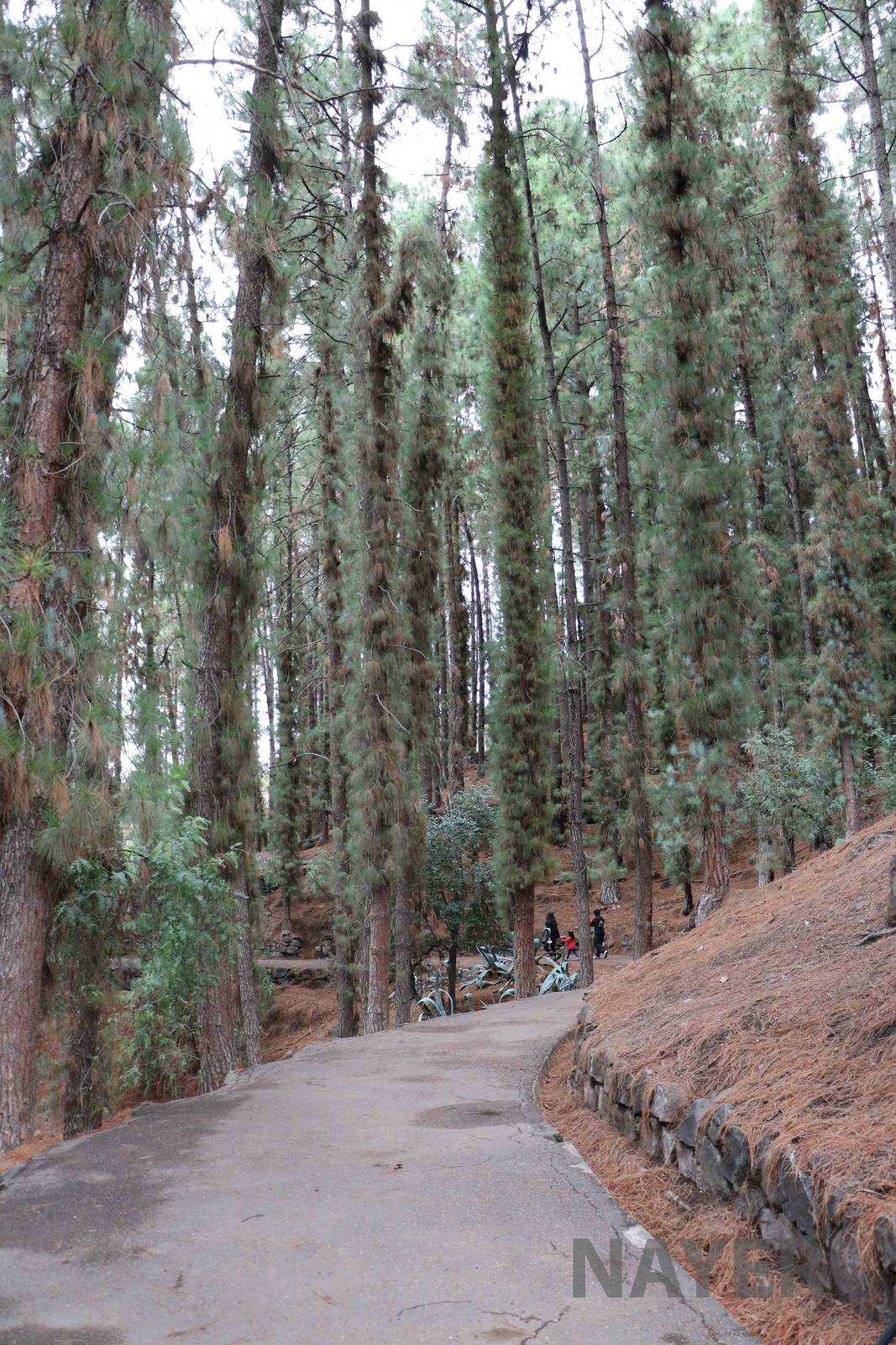 Forest path - Mendoza Zoo, April 2016