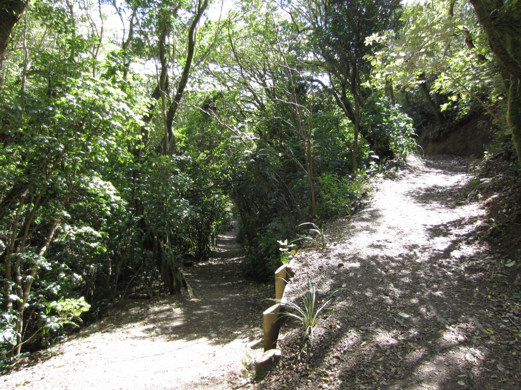 Forest paths
