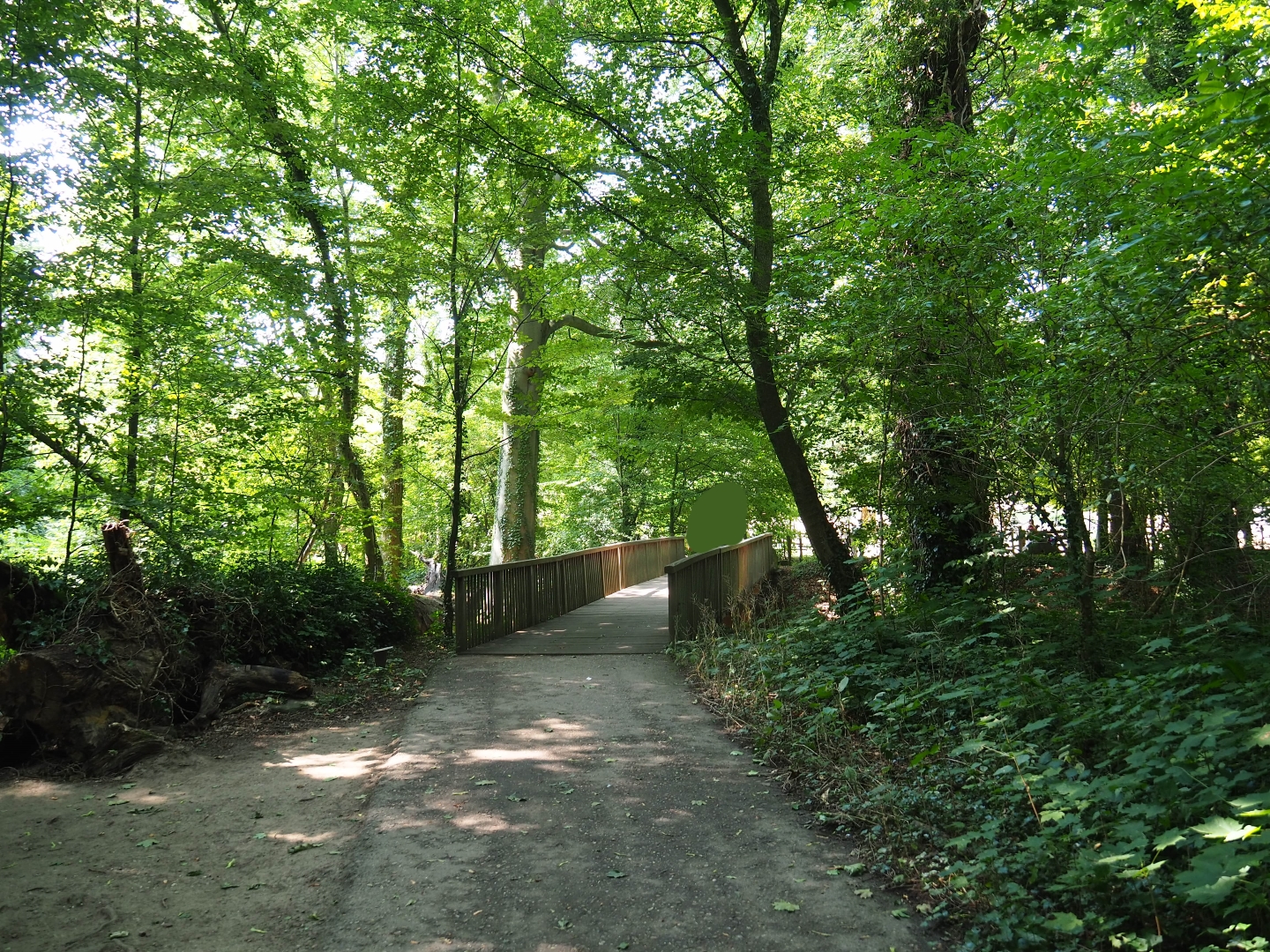 Forest pathway (Aug 28th, 2018)