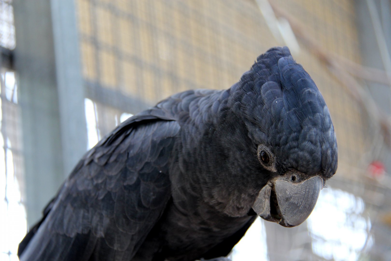 Forest Red-tailed Black Cockatoo (Calyptorhynchus banksii naso)