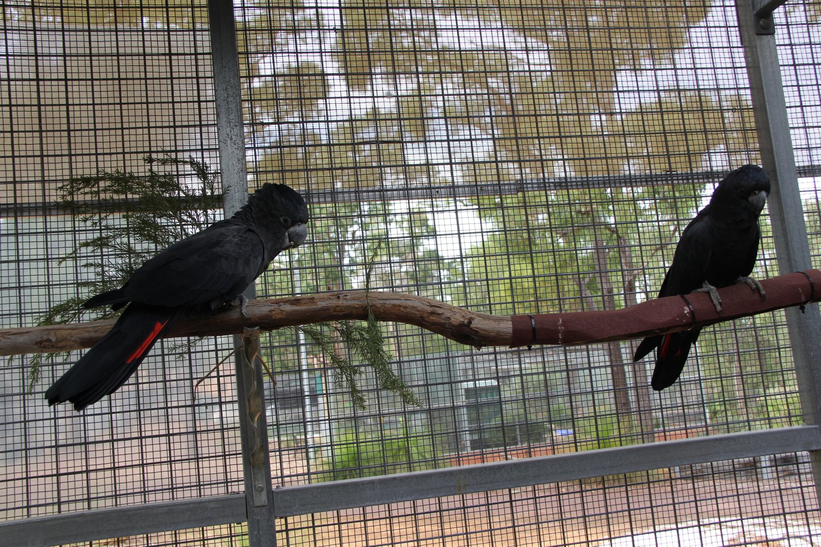 Forest Red-tailed Black Cockatoo (Calyptorhynchus banksii naso)