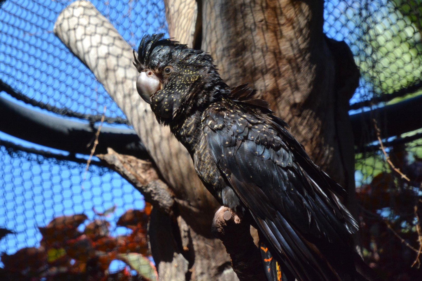 Forest red-tailed black cockatoo (Calyptorhynchus banksii naso)