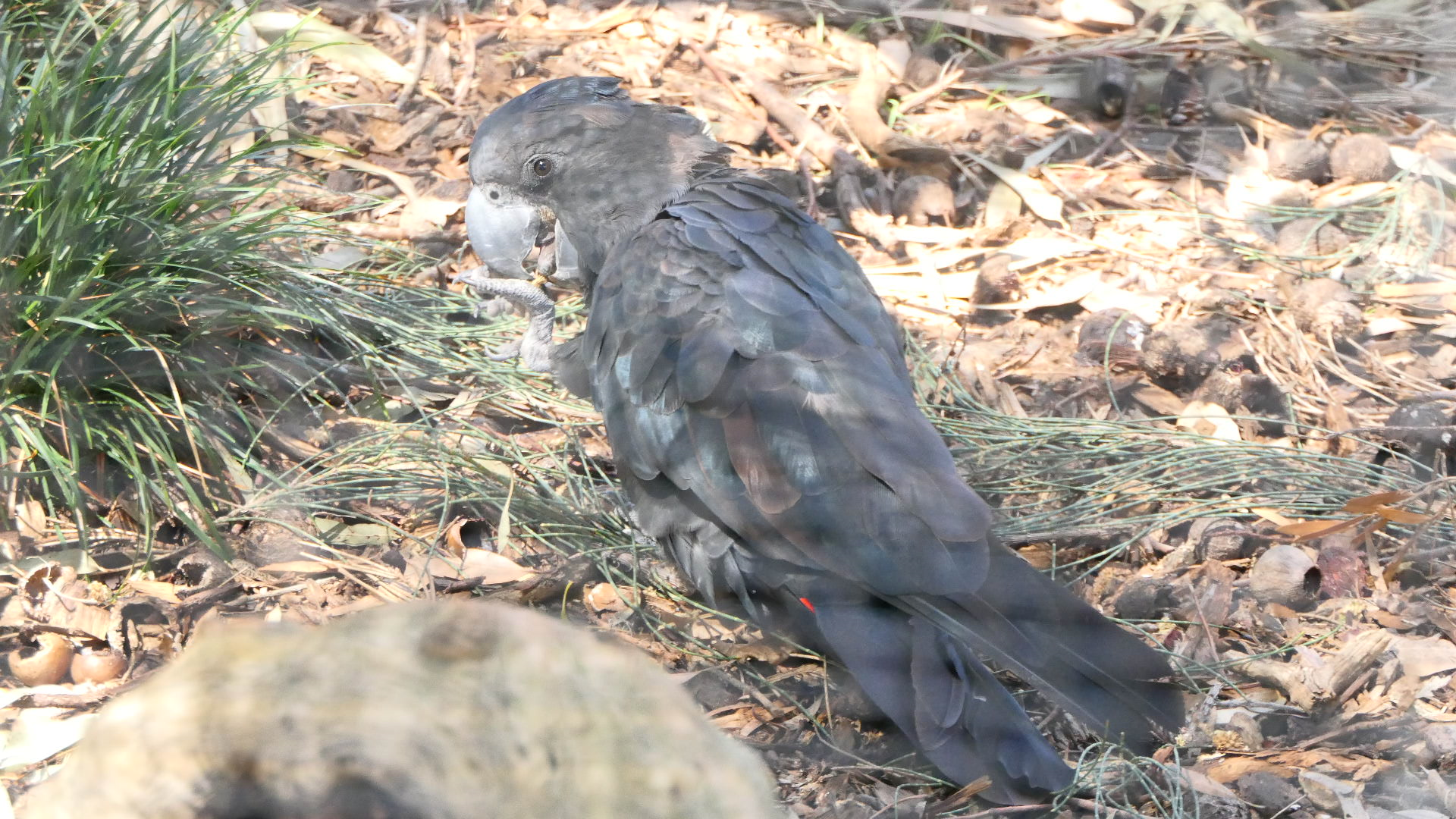 Forest Red-tailed Black-Cockatoo
