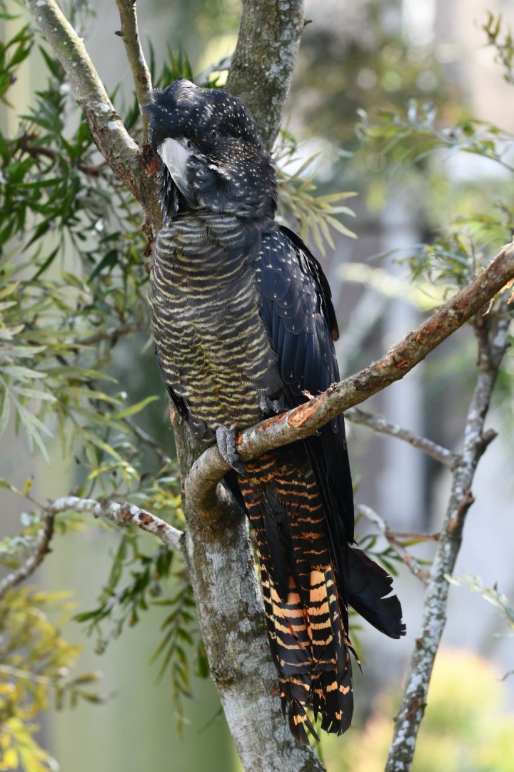 Forest Red-tailed Black Cockatoo