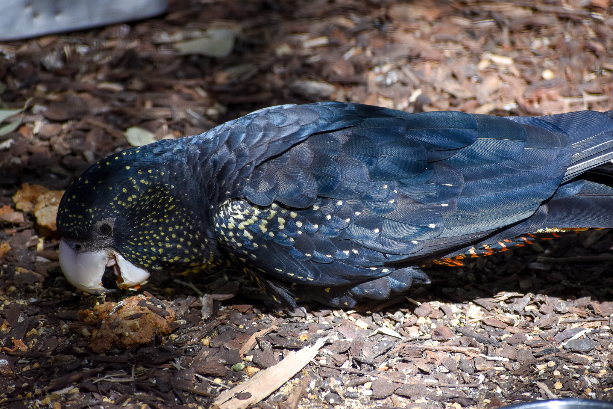 Forest Red-tailed Black Cockatoo