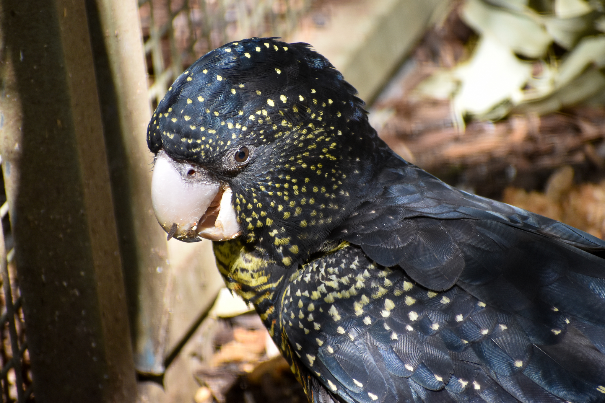 Forest Red-tailed Black Cockatoo