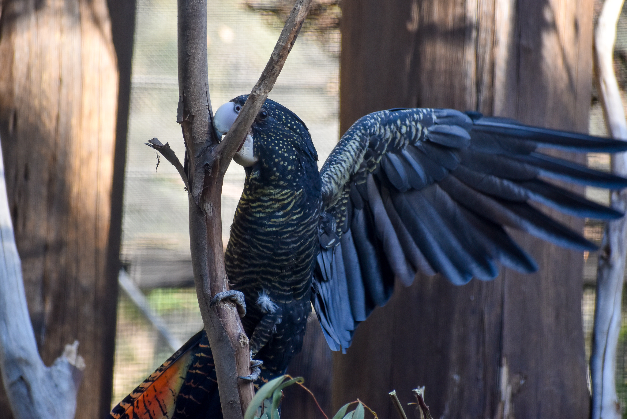 Forest Red-tailed Black Cockatoo