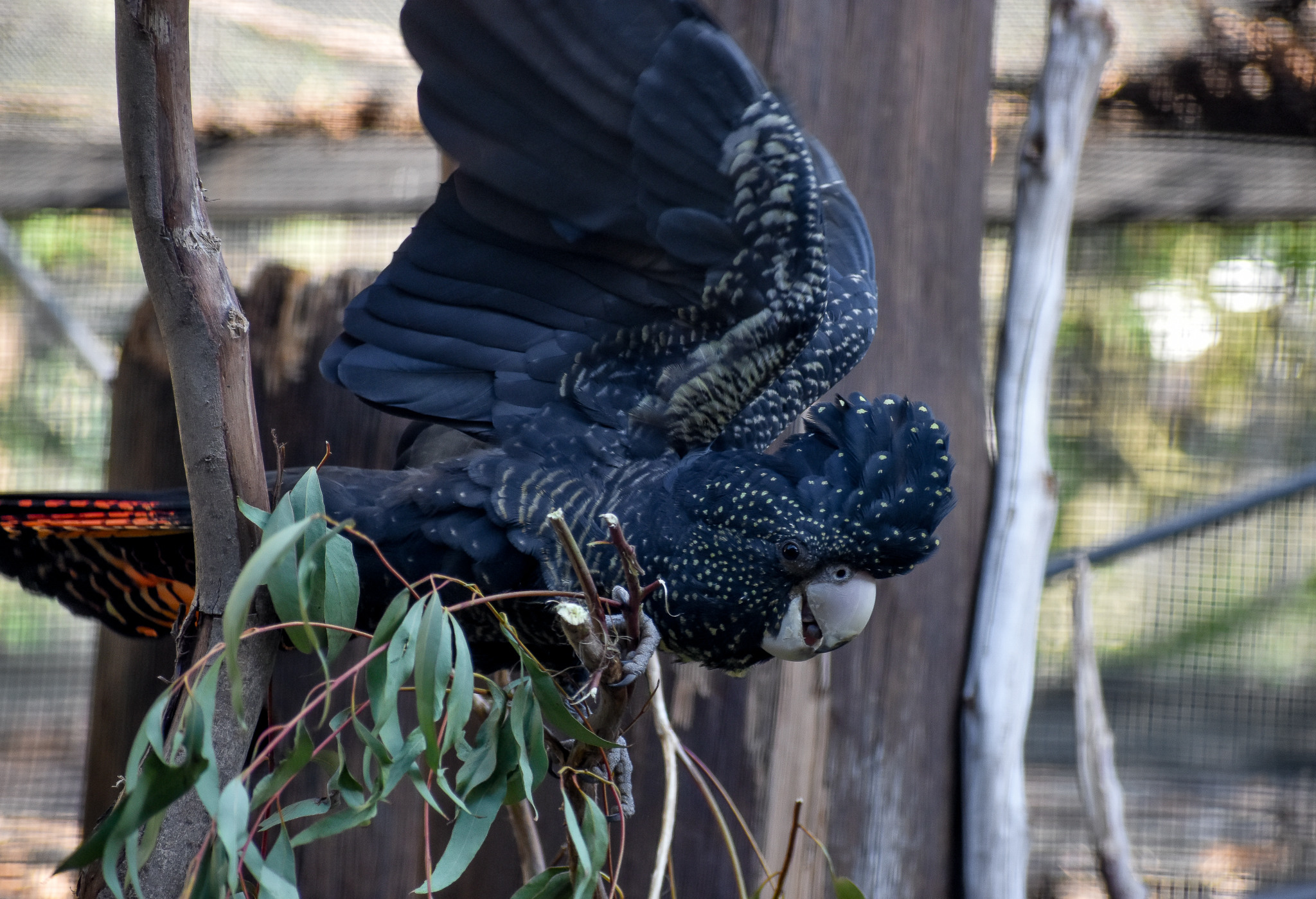 Forest Red-tailed Black Cockatoo