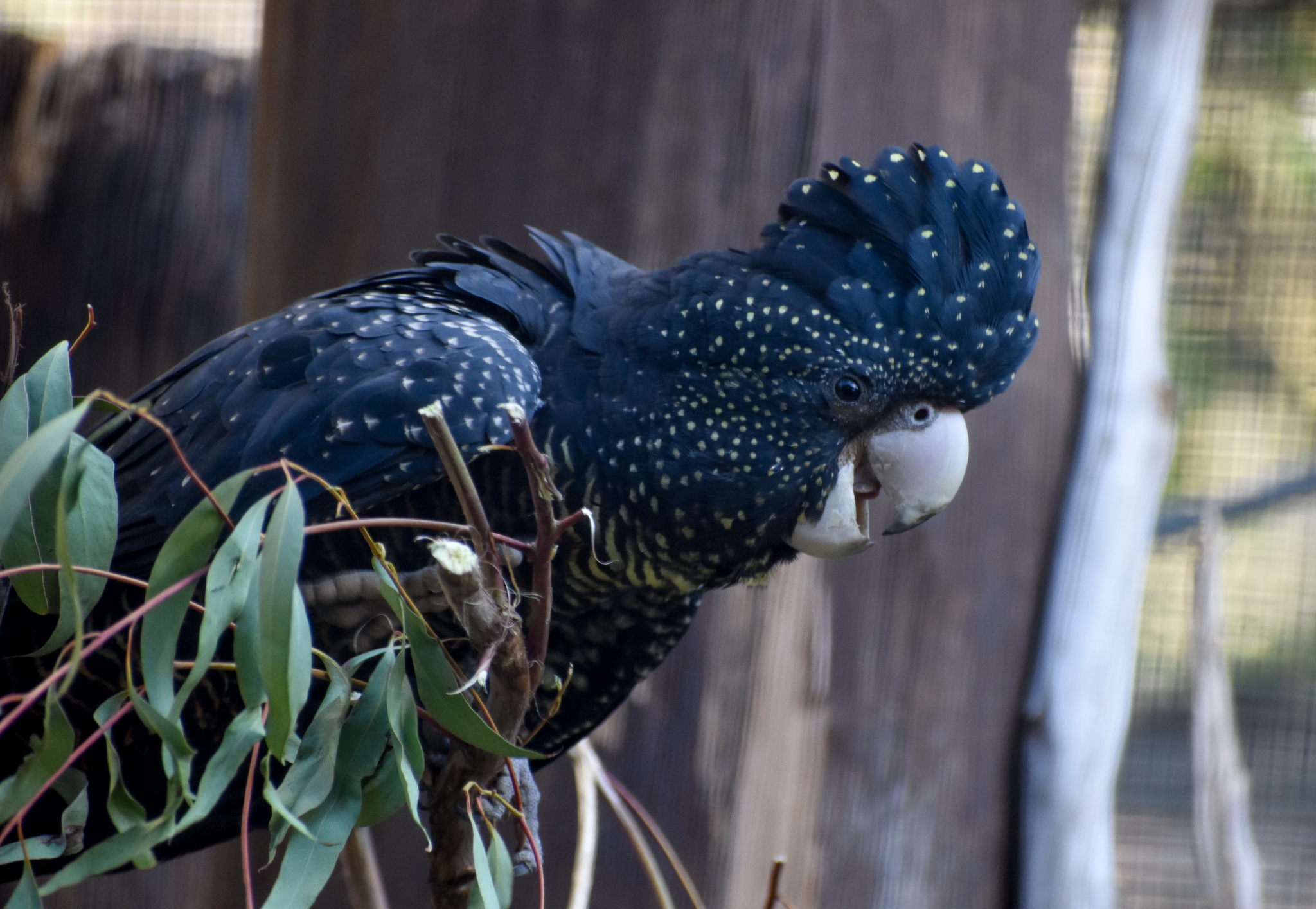 Forest Red-tailed Black Cockatoo