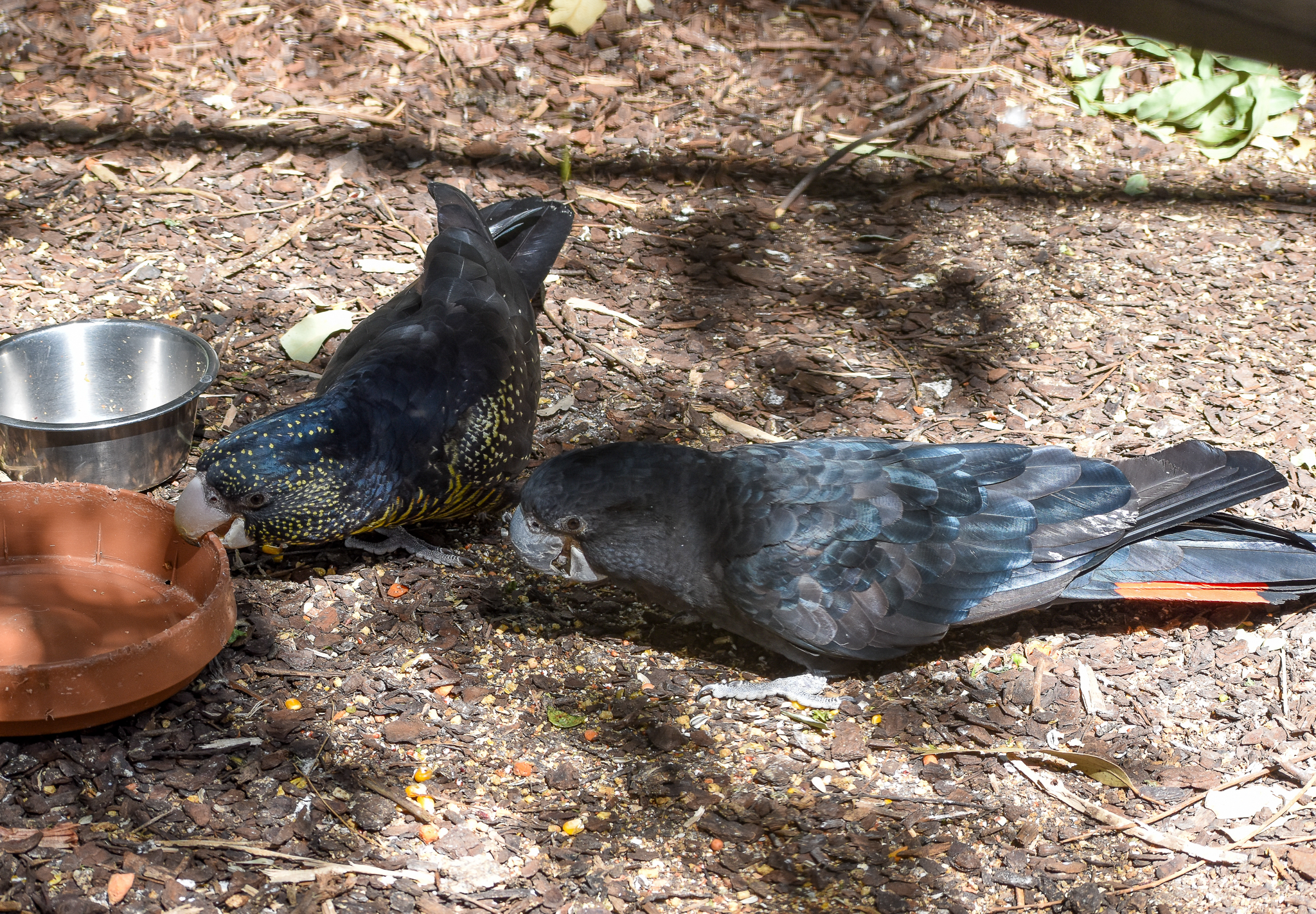 Forest Red-tailed Black Cockatoos