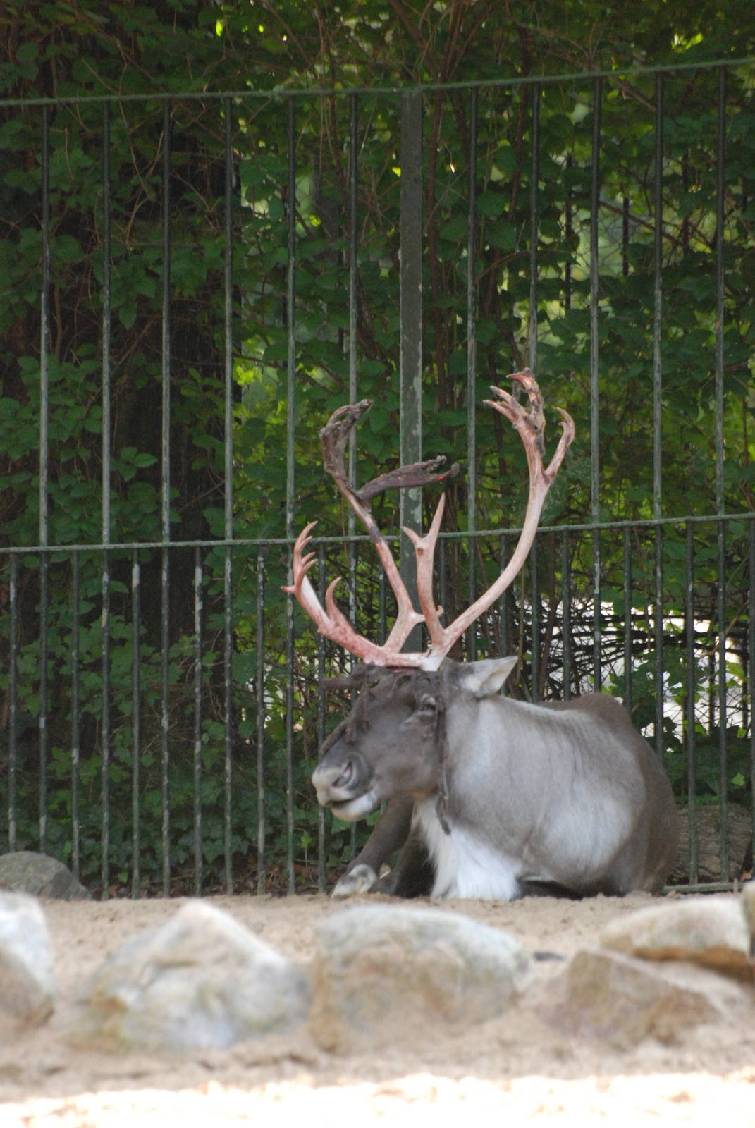 Forest Reindeer at Berlin Zoo, 31/08/11