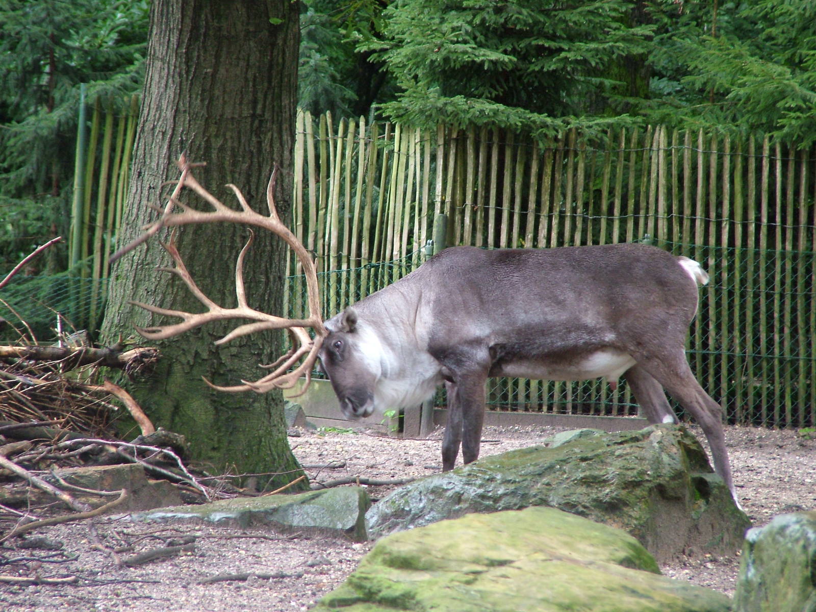 Forest Reindeer at Burgers Zoo Arnhem, 29/08/10