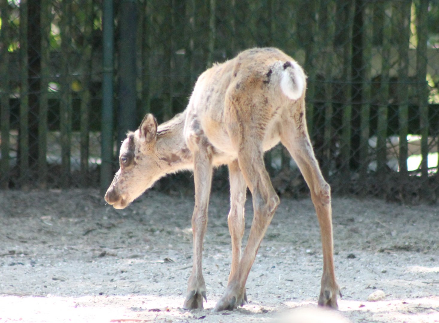 Forest reindeer-calf