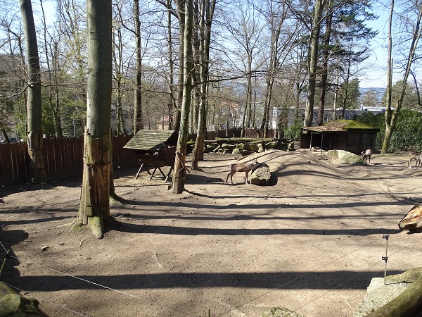 Forest reindeer enclosure (04/23)