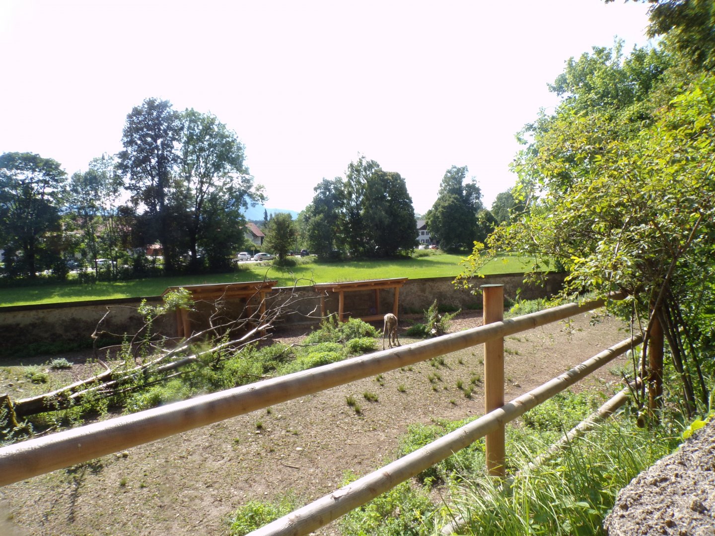 Forest reindeer enclosure 13.7.25