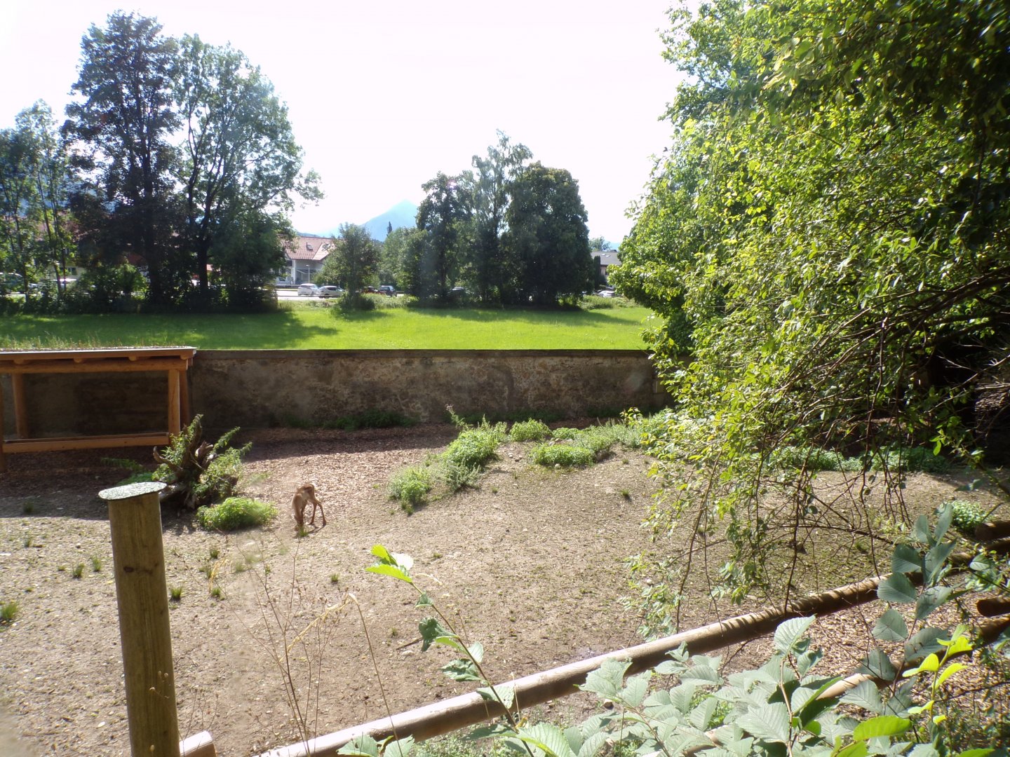 Forest reindeer enclosure 13.7.25