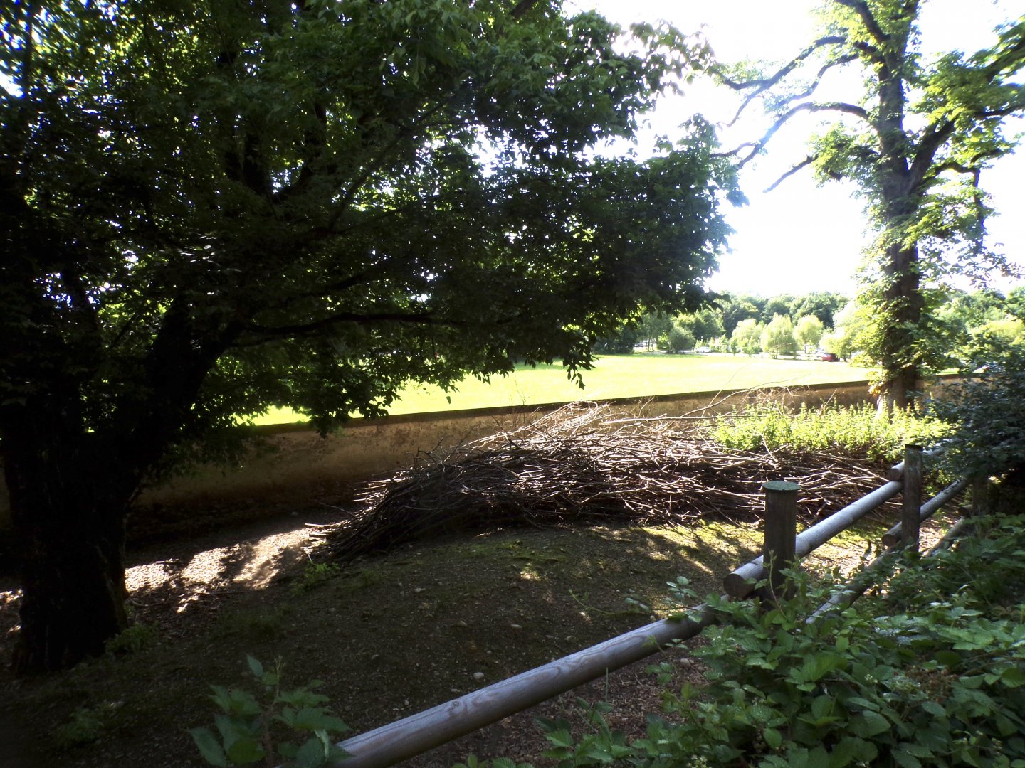 Forest reindeer enclosure 13.7.25