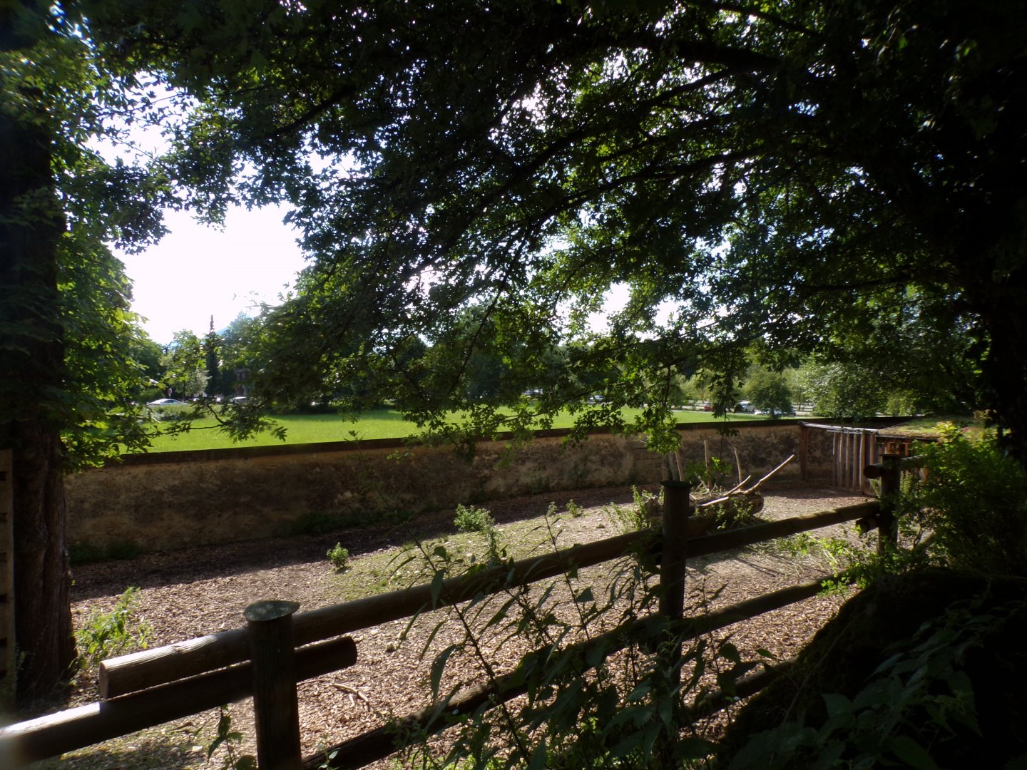 Forest reindeer enclosure 13.7.25