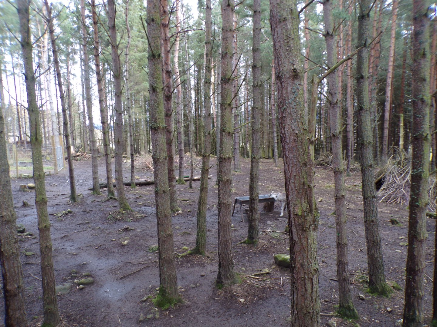 Forest reindeer enclosure 5.4.24