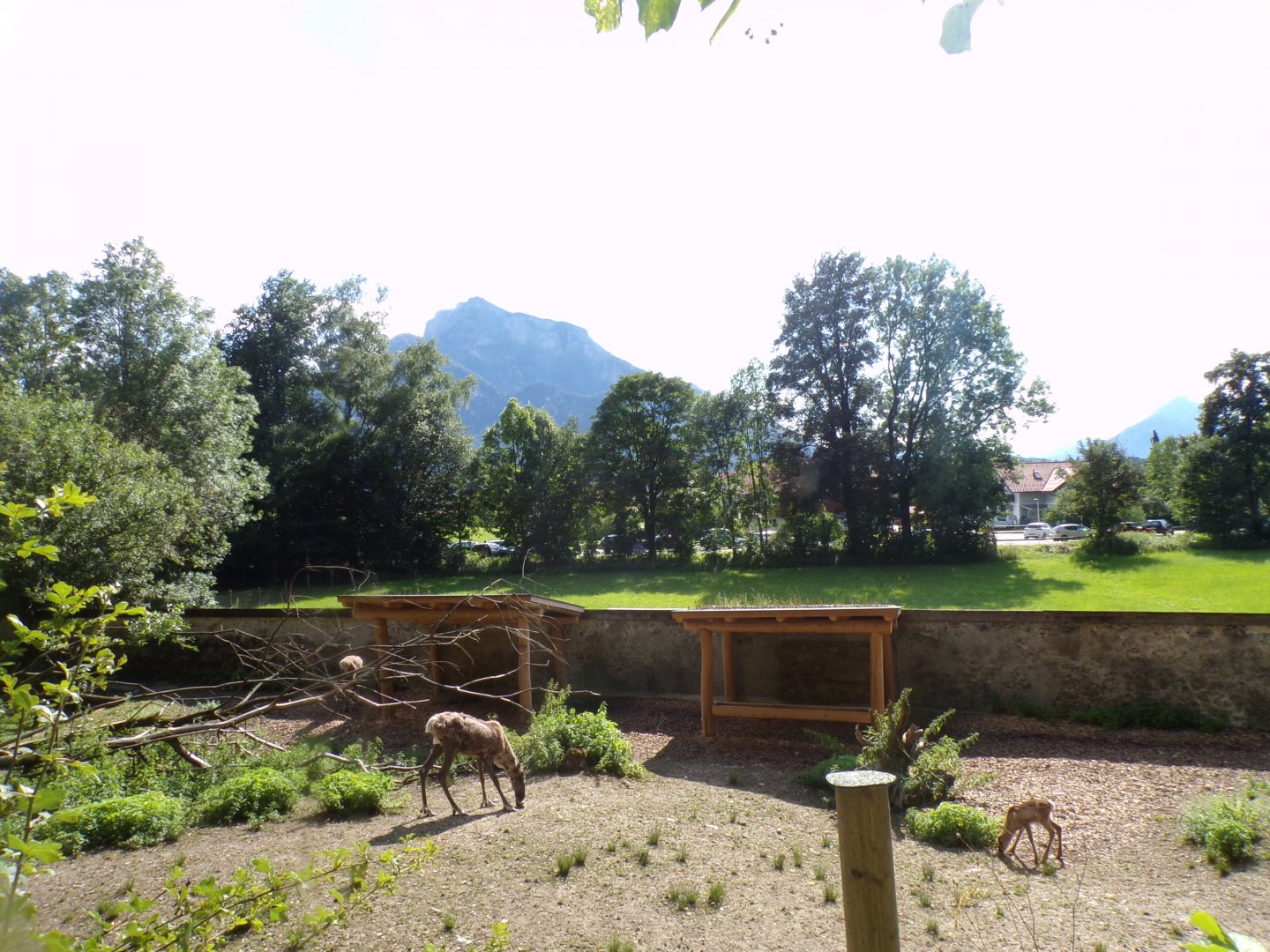 Forest reindeer enclosure and view 13.7.25