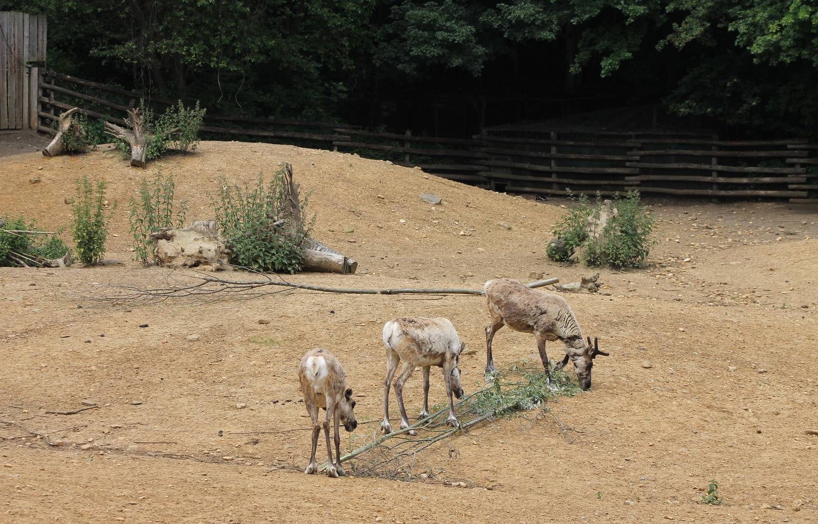 Forest reindeer enclosure