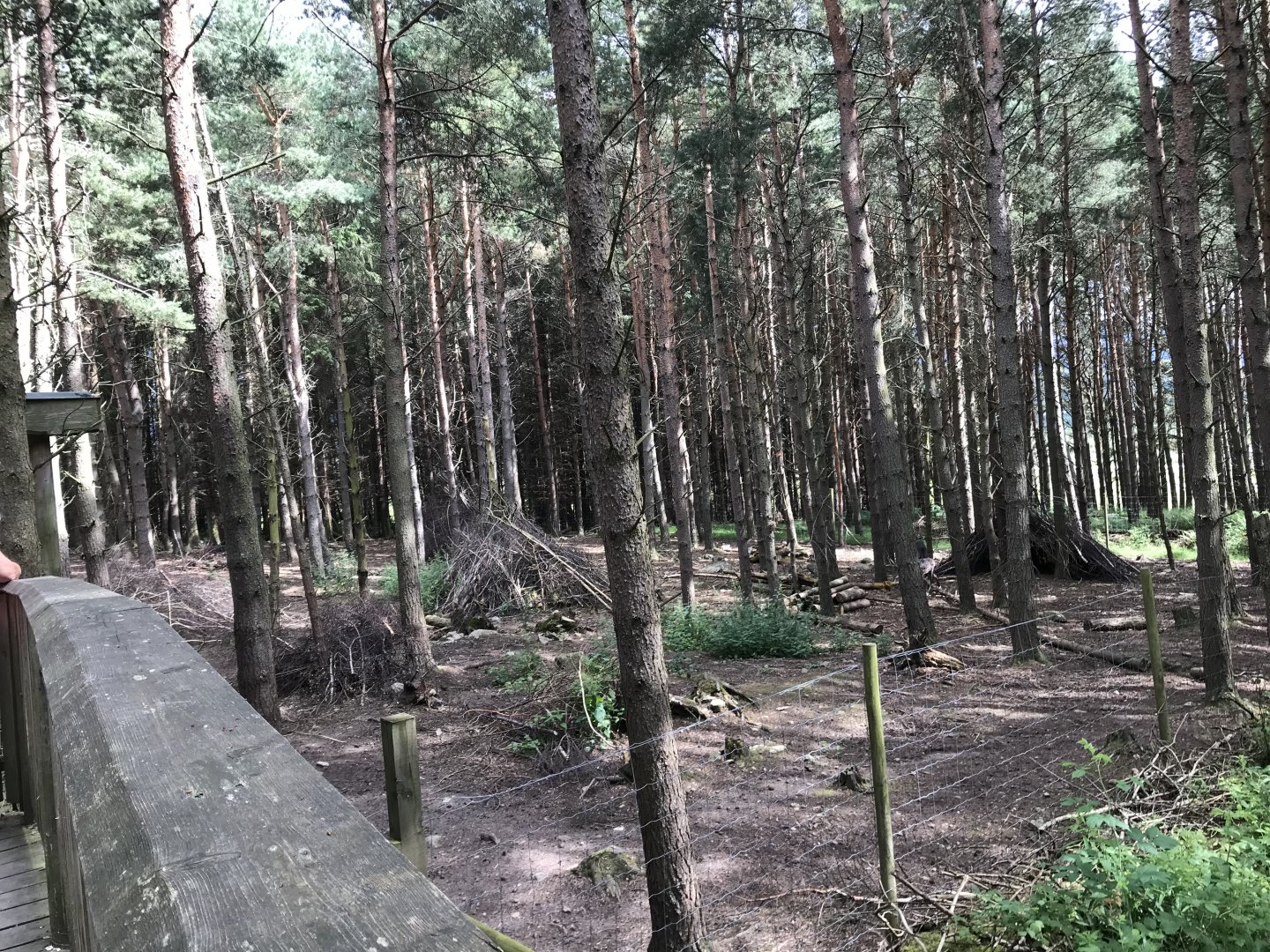 Forest reindeer enclosure