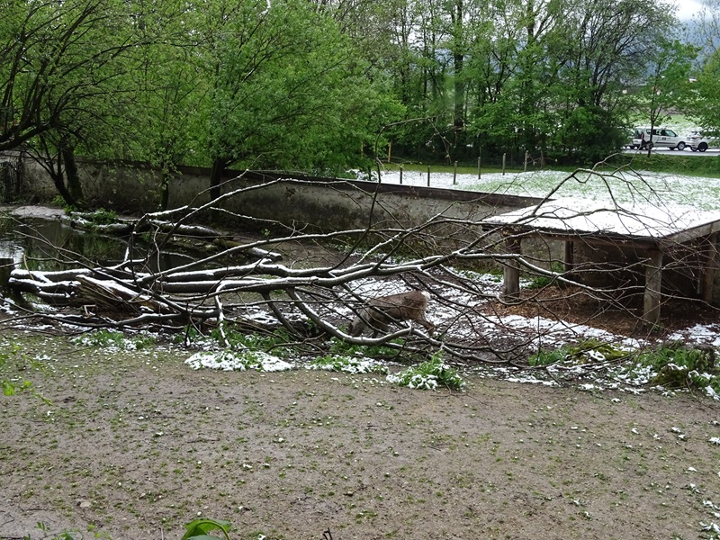 Forest reindeer enclosure