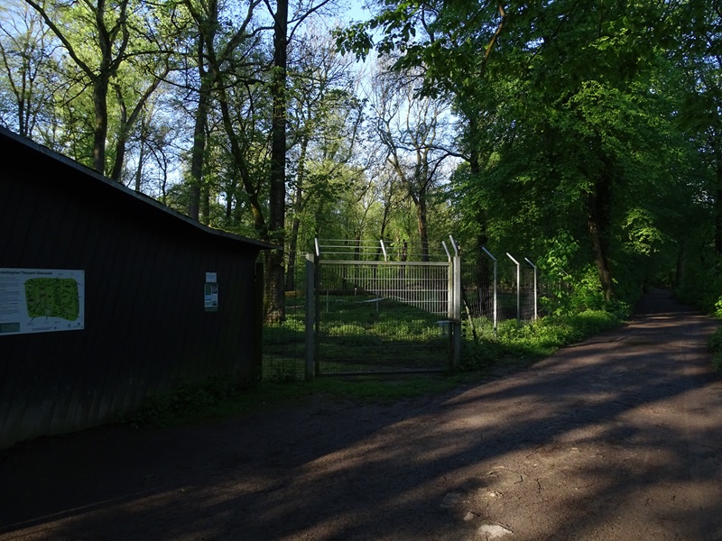 Forest reindeer enclosure