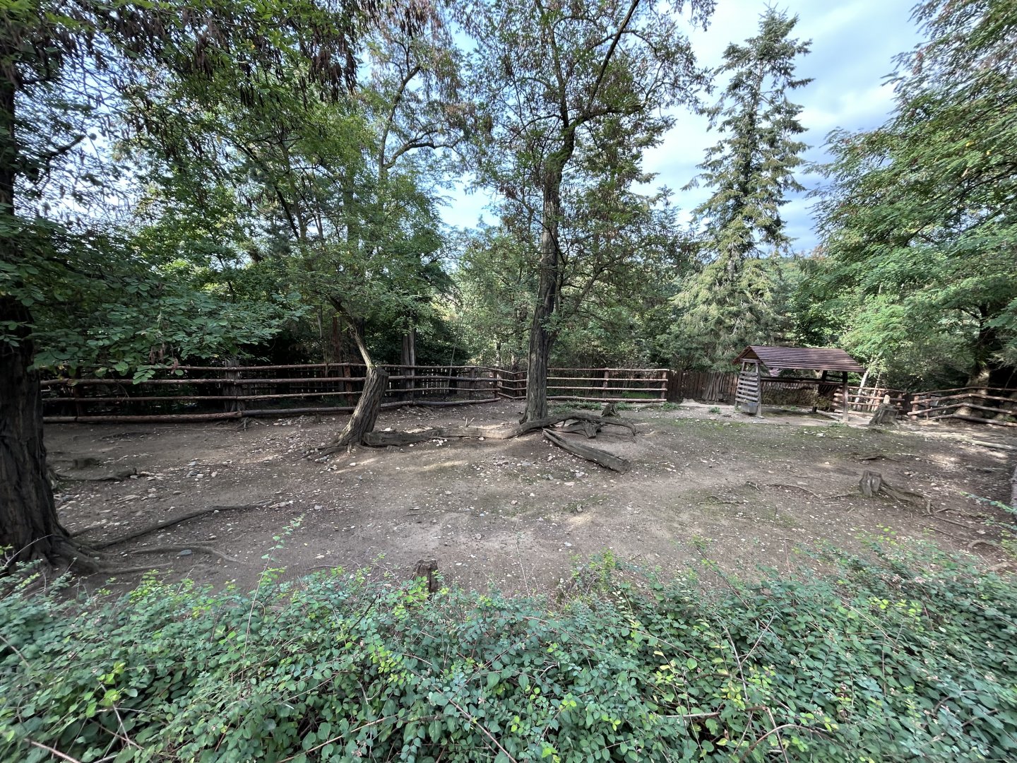 Forest Reindeer Exhibit