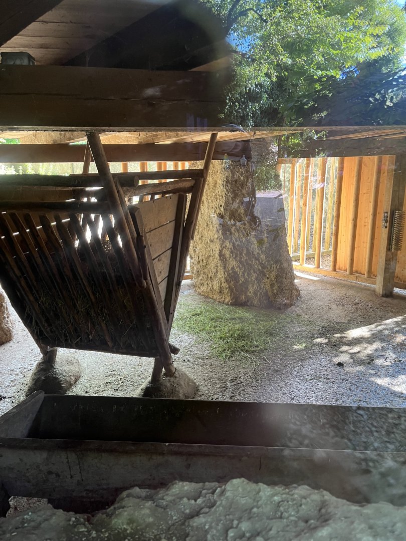 Forest reindeer indoors 13.7.25