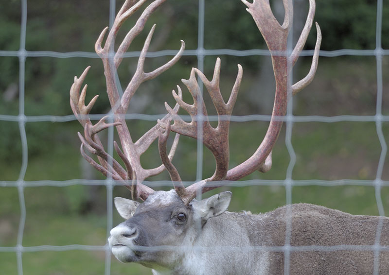 Forest reindeer stag