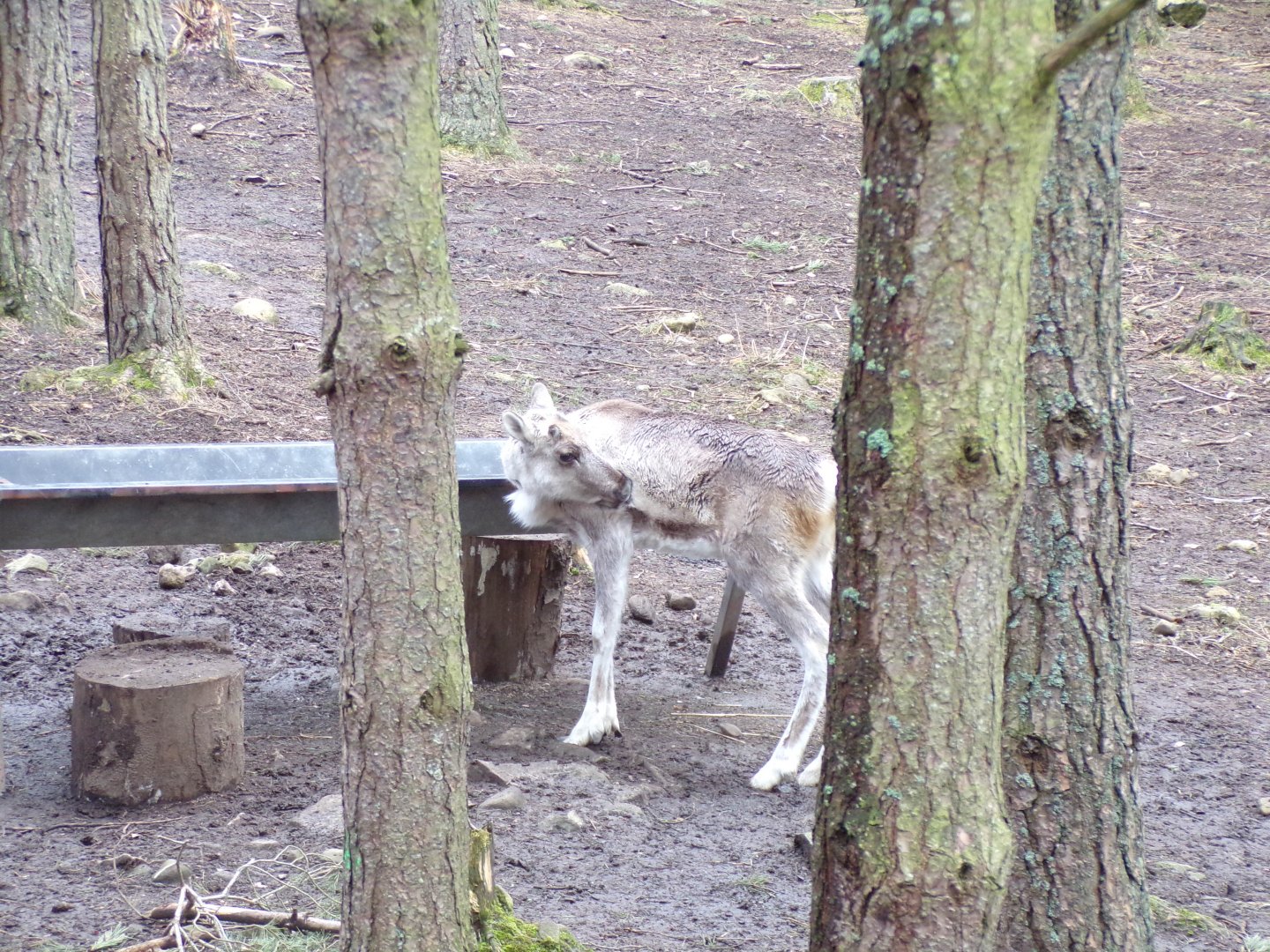 Forest reindeer young 5.4.24