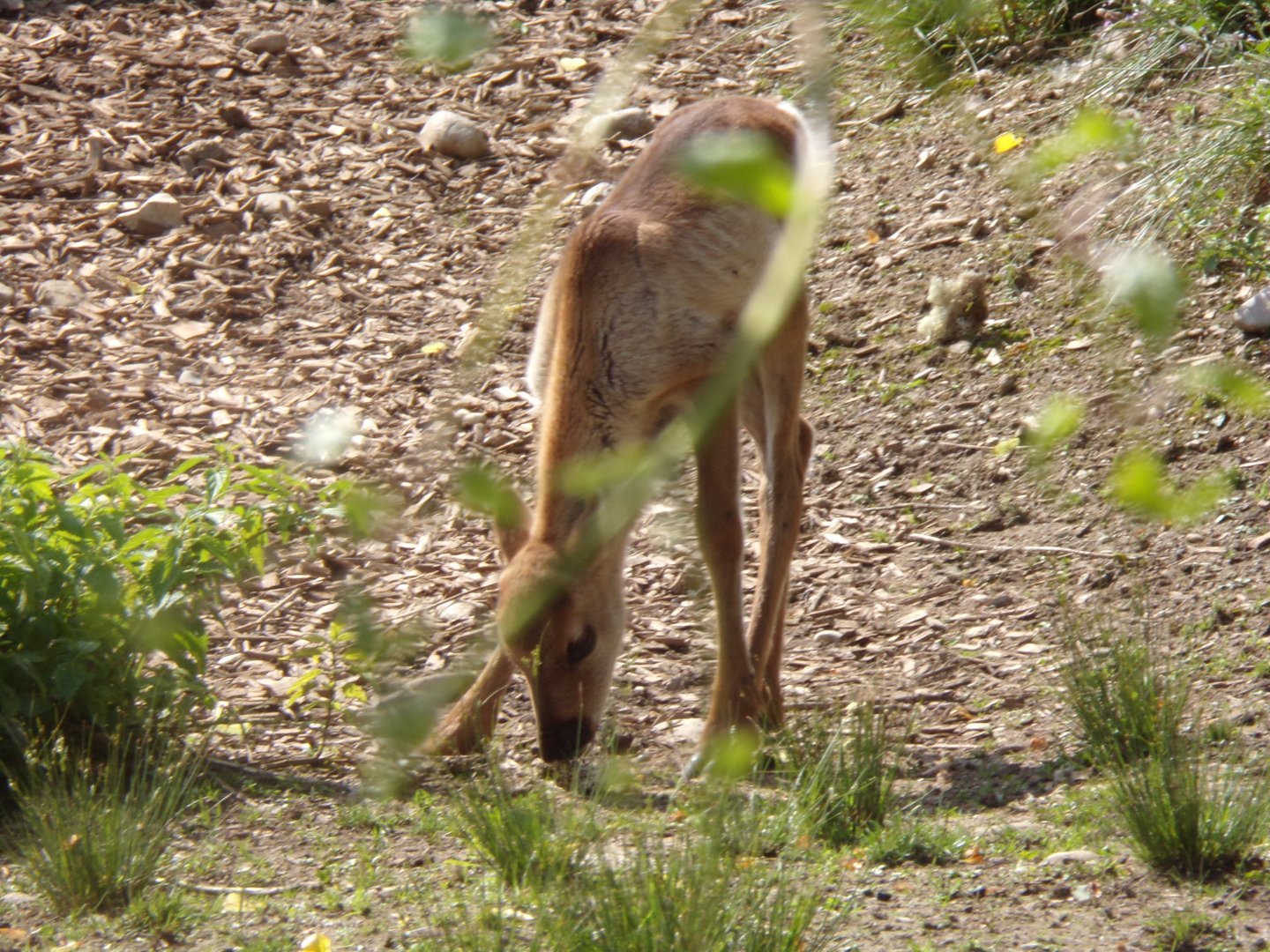 Forest reindeer youngster 13.7.25