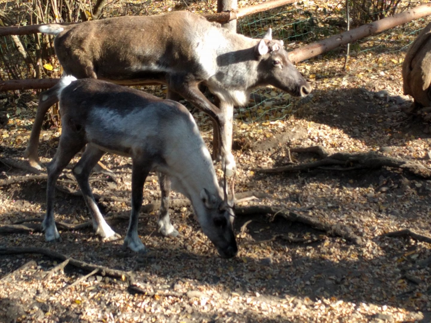 Forest Reindeer Zoo Praha 2018