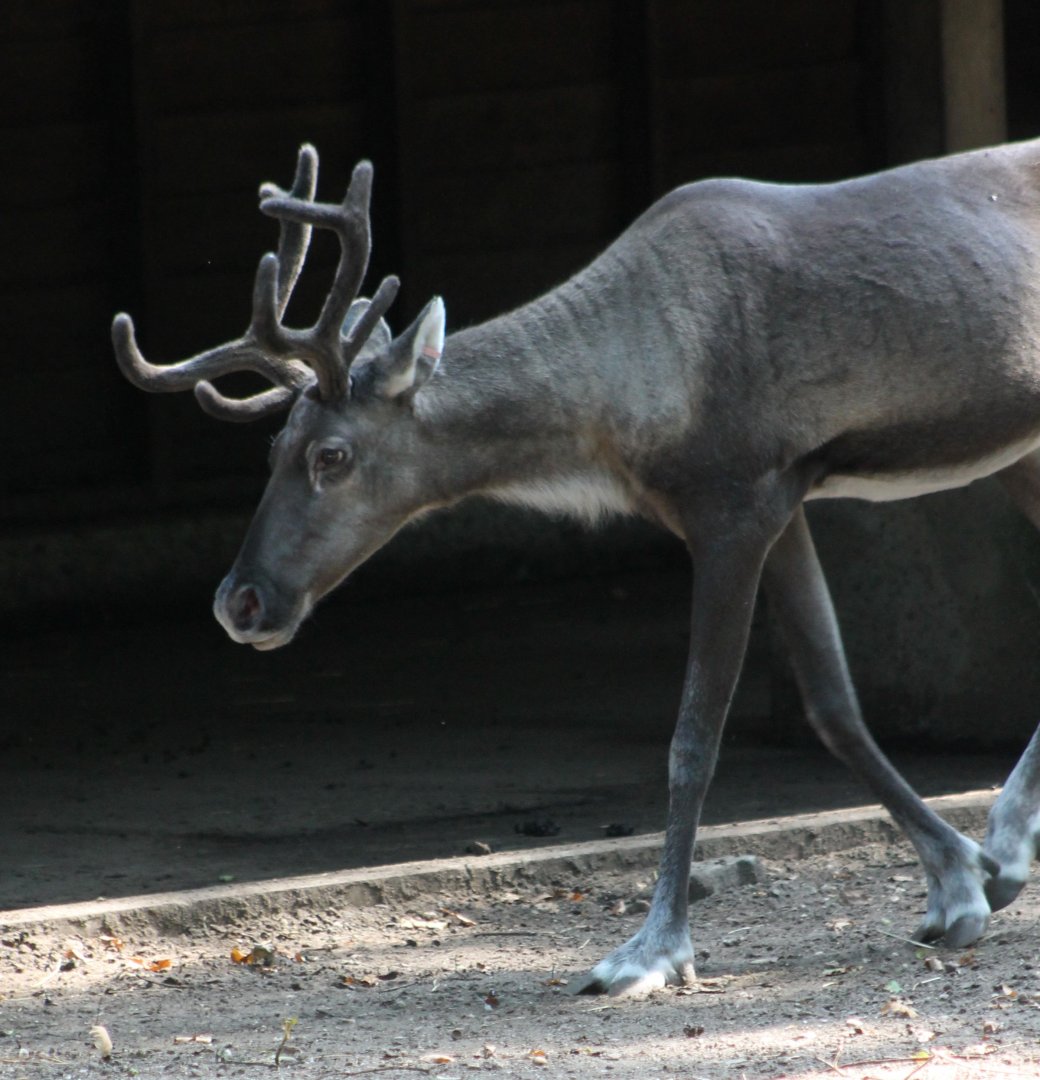 Forest reindeer