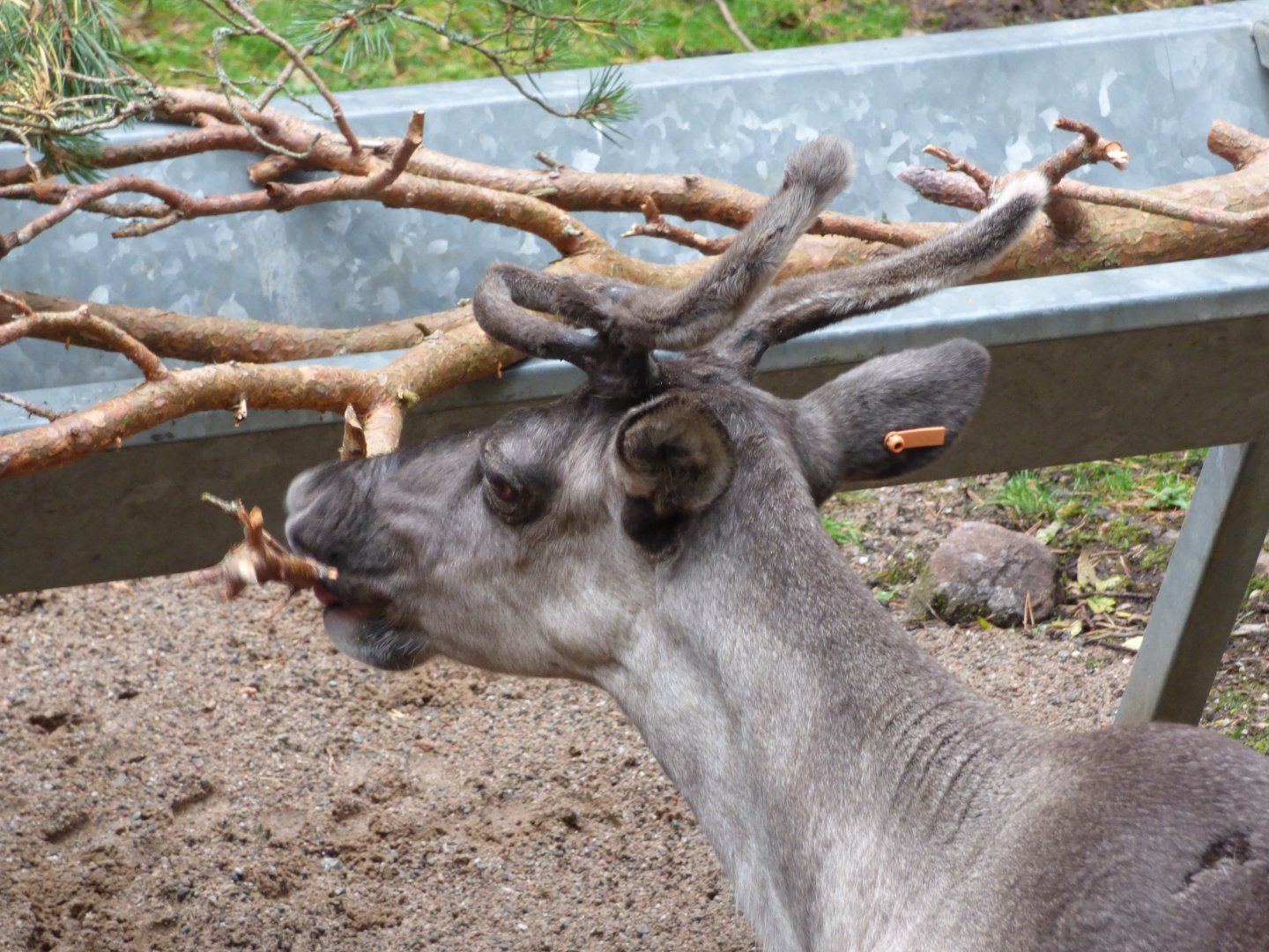 Forest Reindeer