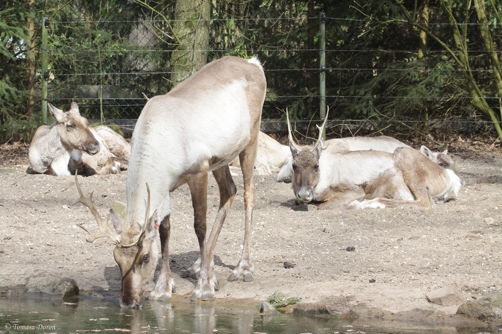 Forest Reindeers (Rangifer tarandus fennicus)