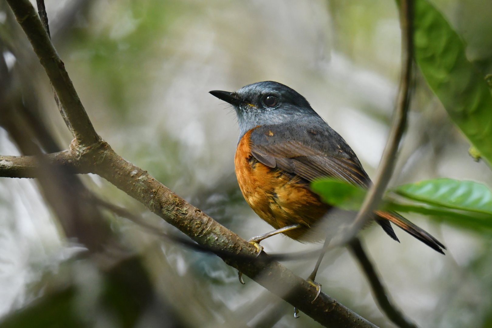 Forest Rock-Thrush Monticola sharpei