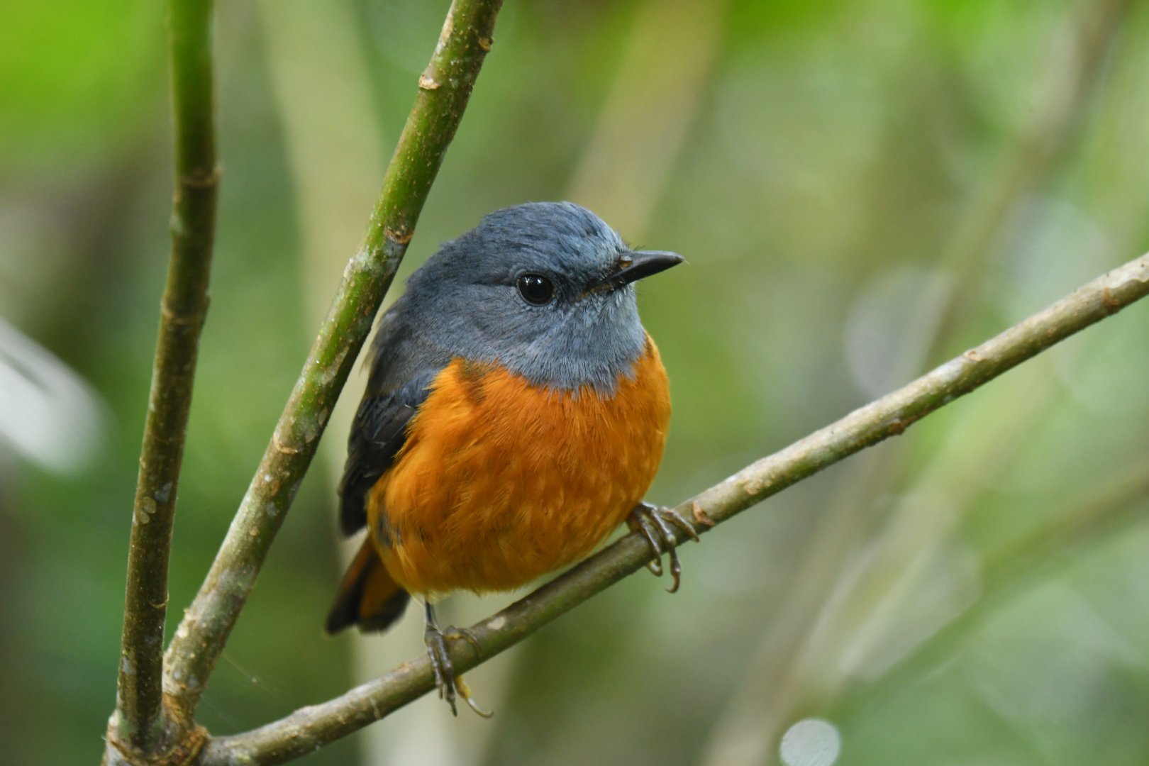 Forest Rock-Thrush Monticola sharpei