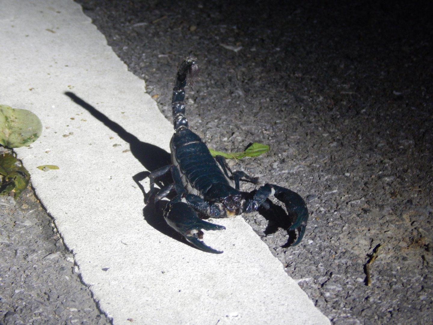 Forest Scorpion (Heterometrus sp.)