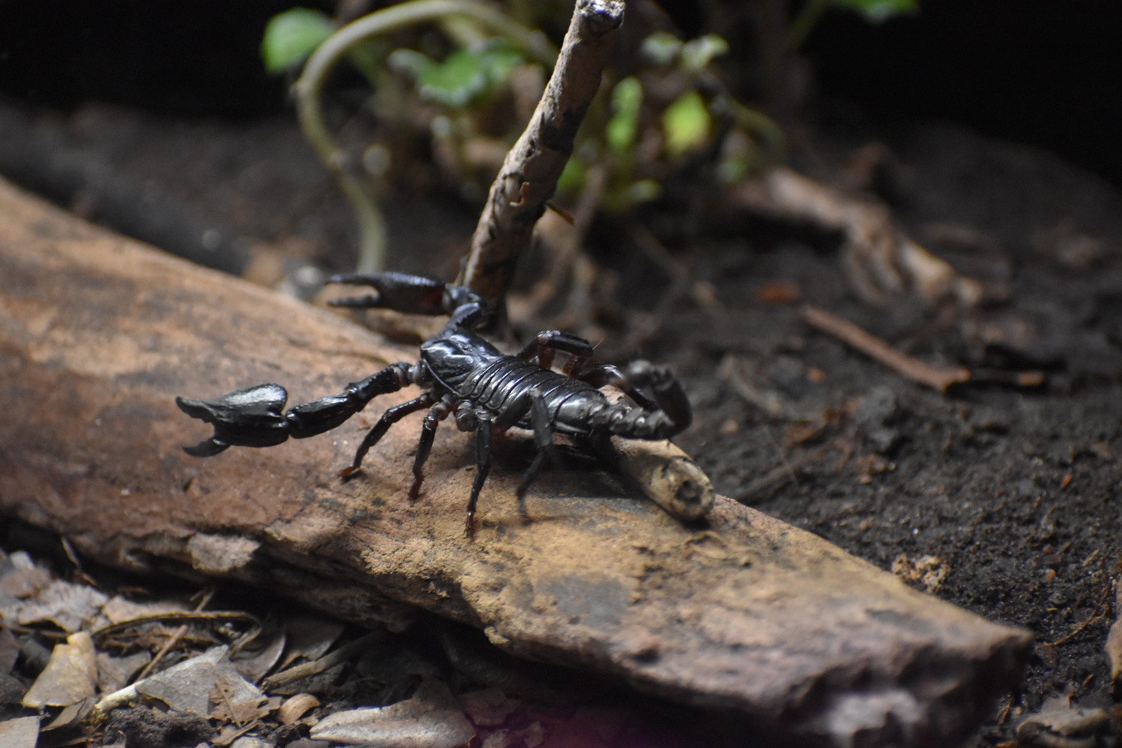 Forest Scorpion